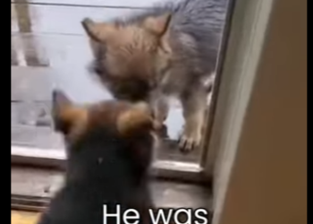 M0801003 From fear to safety. (Part 2)