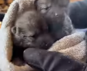 M0801005 Kindness makes miracles. (Part 2)