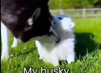 M0801001 Every rescue is a new beginning. (Part 2)