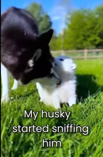 M0801001 Every rescue is a new beginning. (Part 2)