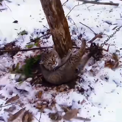 Angry bobcat released foothold trap (Parte 2)
