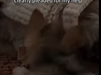 Wolf Pup Knocked On My Window (Part 2)