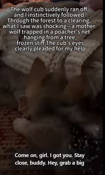 Wolf Pup Knocked On My Window (Part 2)