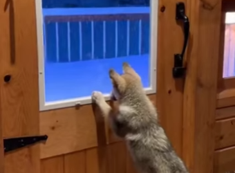 Saved Wolf Pup Bear (Part 2)