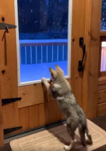 Saved Wolf Pup Bear (Part 2)