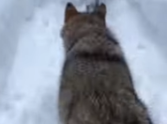 When Wolf Pup Knocked on My Window (Part 2)