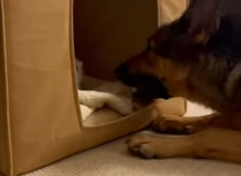 One snowy night, three tiny intruders suddenly slipped into my house (Part 2)