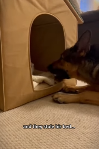 One snowy night, three tiny intruders suddenly slipped into my house (Part 2)