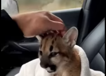 mountain lion cub was shaking crying in rain so (Part 2)