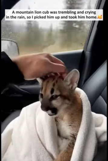 mountain lion cub was shaking crying in rain so (Part 2)