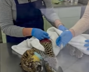 T0701004 rescued tiny leopard out of snow (Part 2)