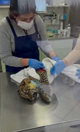 T0701004 rescued tiny leopard out of snow (Part 2)