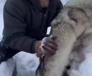 Wolf Desperate Knock How Snowstorm Led Us to an Unforgettable (Part 2)