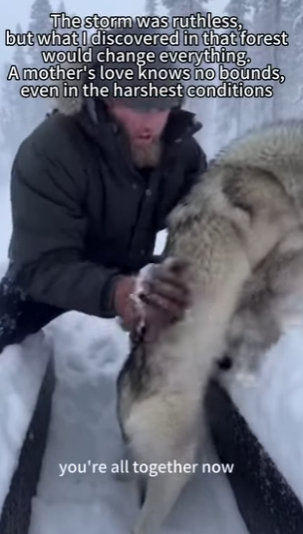 Wolf Desperate Knock How Snowstorm Led Us to an Unforgettable (Part 2)