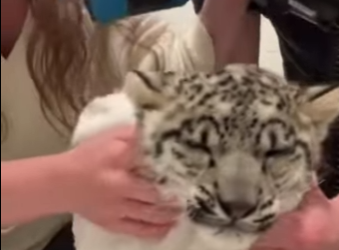 We Saved Snow Leopard Lions (Part 2)