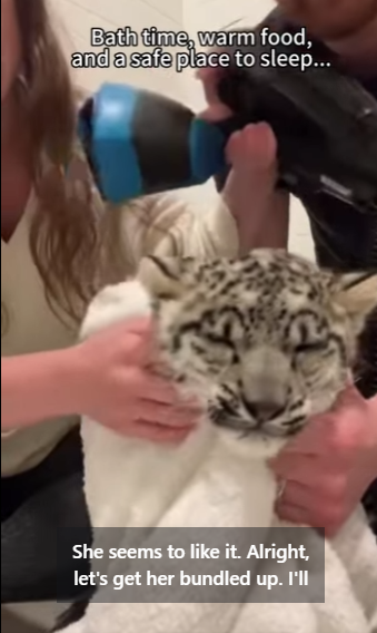 We Saved Snow Leopard Lions (Part 2)