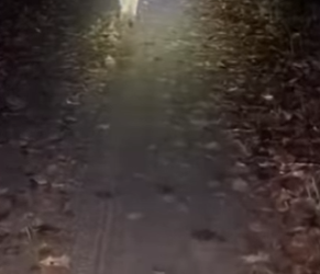 cougar cub clawed at my tent at midnight (Part 2)