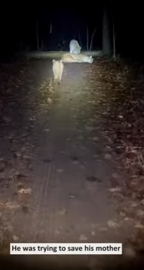 cougar cub clawed at my tent at midnight (Part 2)