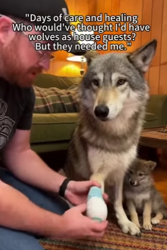 Wolf Saved Me After Saved Her (Part 2)