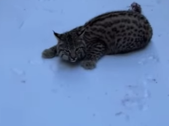 wolf pack surrounded tiny injured lynx on snow (Part 2)