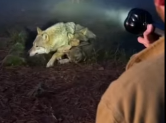 moment wolf mom trusted me to protect her babies (Part 2)