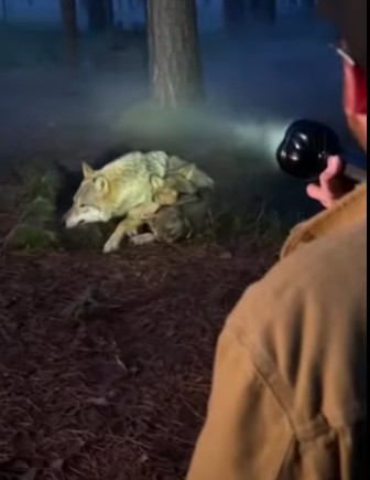 moment wolf mom trusted me to protect her babies (Part 2)