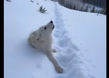 T0701002 reached pub just before he slipped over edge (Part 2)