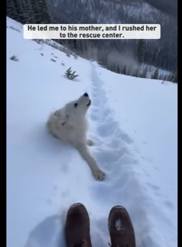 T0701002 reached pub just before he slipped over edge (Part 2)