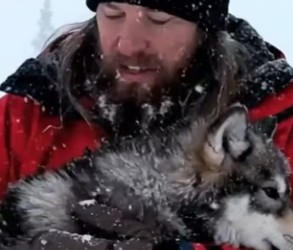 P0701007 EP4 We Didn Think Young Wolf Would Survive Storm (Part 2)