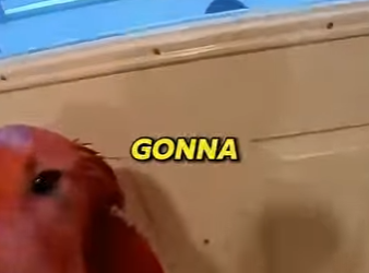 P0801008 She Just Painted Her Dog To Match Her Jacket (Part 2)