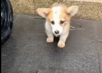 L0701012 Qué pobre perro (Parte 2)