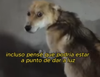 L0701008 little animals are so pitiful (Parte 2)