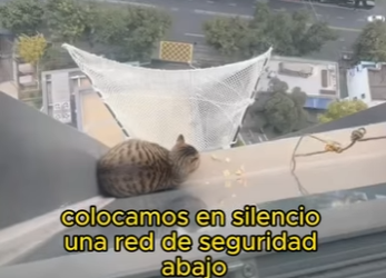 L0701005 rescued cat (Parte 2)