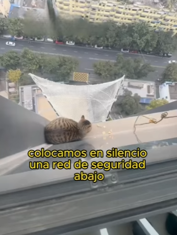 L0701005 rescued cat (Parte 2)