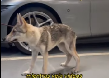 L0901002 Cogí un lobo (Part 2)