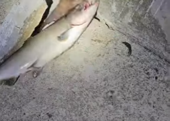 L0901006 El amor siempre encuentra el camino (Part 2)