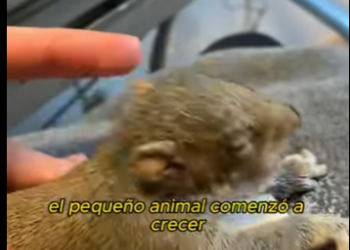 L0901005 El cachorro encontró una vida (Part 2)