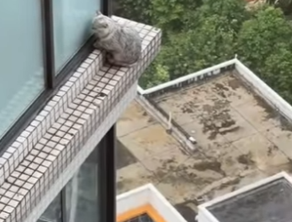 L0901007 Este gatito me asustará hasta la muerte (Part 2)