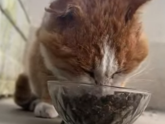 L0901003 Este grupo de perros intimida otro gato (Part 2)