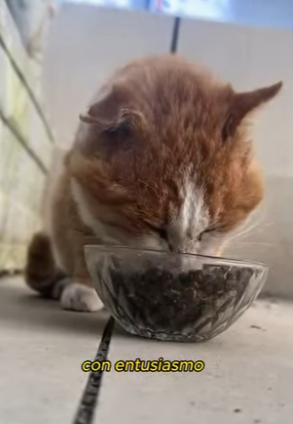 L0901003 Este grupo de perros intimida otro gato (Part 2)