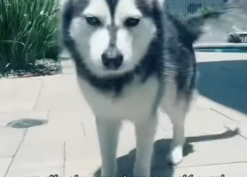 L0901001 Erha Fox se hicieron mejores amigos (Part 2)