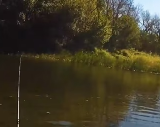 I0701006 We spotted Blue Heron trapped at very of tree (Part 2)