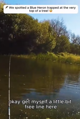 I0701006 We spotted Blue Heron trapped at very of tree (Part 2)