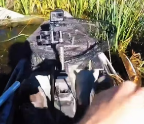 I0701007 We spotted Blue Heron trapped at very of tree! (Part 2)