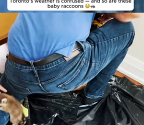 I0701003 Toronto weather is confused so are these baby raccoons (Part 2)