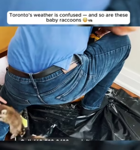 I0701003 Toronto weather is confused so are these baby raccoons (Part 2)