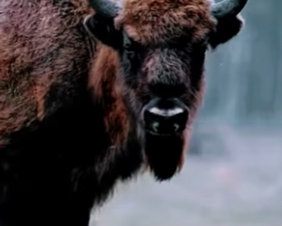 N0901007 Lobo Gris vs Bisonte! (Parte 2)