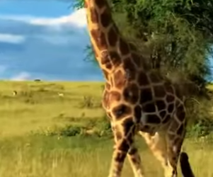 N0901004 Leona Intenta Cazar cria de Jirafa! (Parte 2)