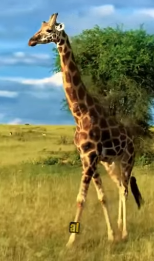 N0901004 Leona Intenta Cazar cria de Jirafa! (Parte 2)