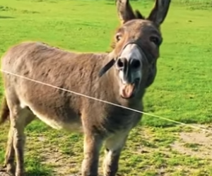 N0901005 Burro vs Hiena! (Parte 2)